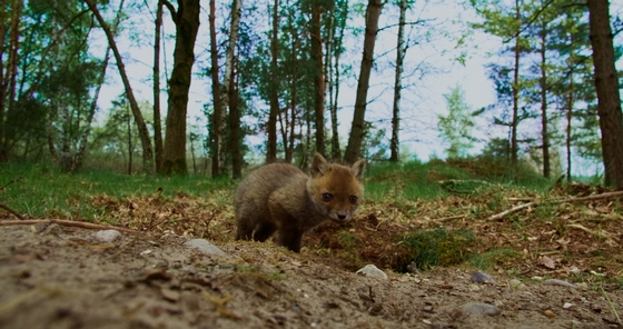 Onze Natuur Het wilde Belgie | film | filmhuis | Corrosia | Almere Haven